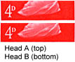 4d Head (10k)