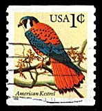 1c American Kestrel (15k)